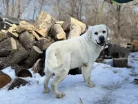 Echo, a male Labrador Retriever for sale in Cokato, MN – 2 of 4
