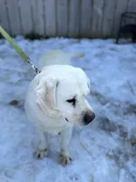 Echo, a male Labrador Retriever for sale in Cokato, MN – 3 of 4