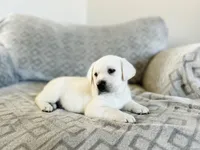 Franklin, a male Labrador Retriever for sale in Cokato, MN – Photo 2 of 2