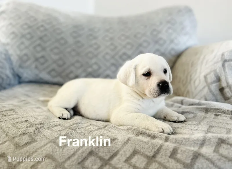 Franklin