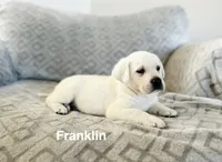 Franklin, a male Labrador Retriever for sale in Cokato, MN – Photo 1 of 2