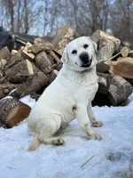 Echo, a male Labrador Retriever for sale in Cokato, MN – 4 of 4
