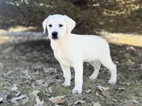 Jackson, a male Labrador Retriever for sale in Cokato, MN – Photo 3 of 3