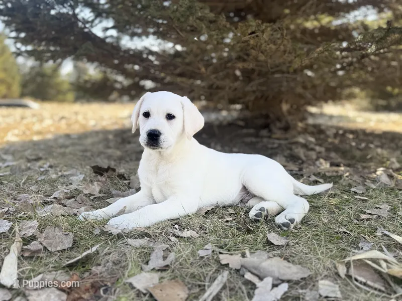 Jackson – Labrador Retriever puppy for sale in Cokato, MN