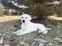 Jackson, a male Labrador Retriever for sale in Cokato, MN – Photo 1 of 3