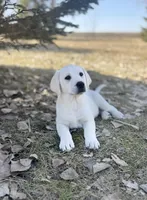 Jackson, a male Labrador Retriever for sale in Cokato, MN – Photo 2 of 3