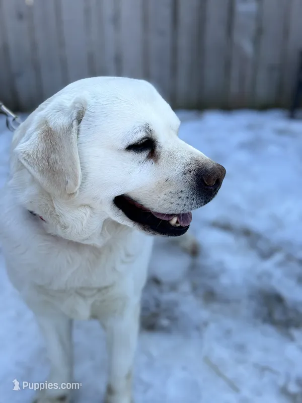 Echo, a male Labrador Retriever for sale in Cokato, MN – 1 of 4