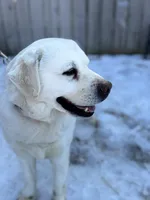 Echo, a male Labrador Retriever for sale in Cokato, MN – 1 of 4