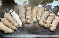 processed/706e3815-d453-46de-99a9-0177190c4f58/facility/1f463cc0-c568-4a77-974b-ca38fc9e6c52