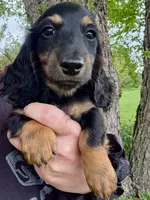 Gnocco Jr, a male Miniature Dachshund for sale in Albany, WI – 1 of 1
