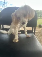 Alexis 2, a female Maltese and Poodle - Toy  for sale in Moody, TX – 1 of 4