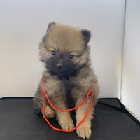 G1, a female Pomeranian for sale in Moody, TX – 1 of 1