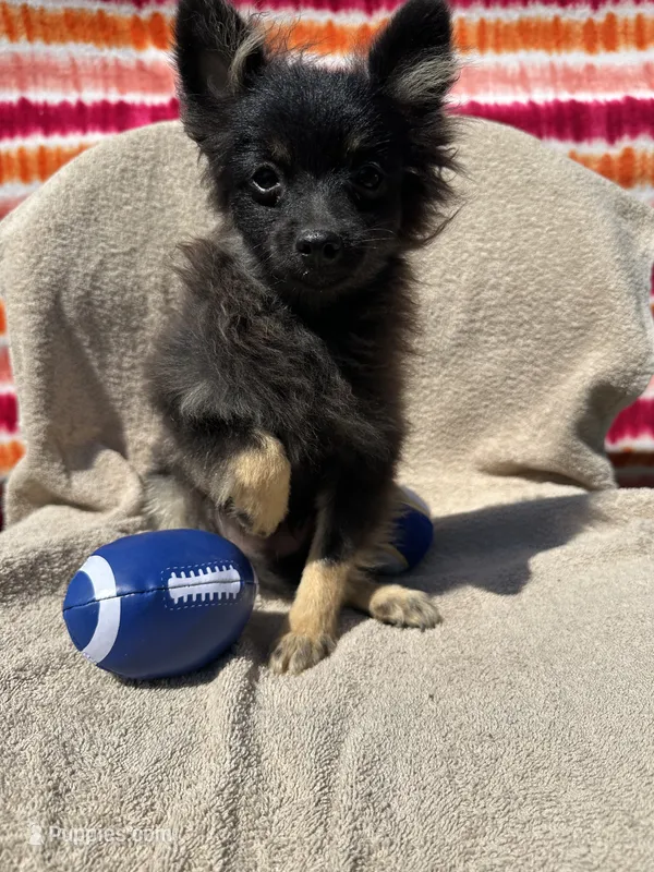 Bow – Pomeranian puppy for sale in Moody, TX