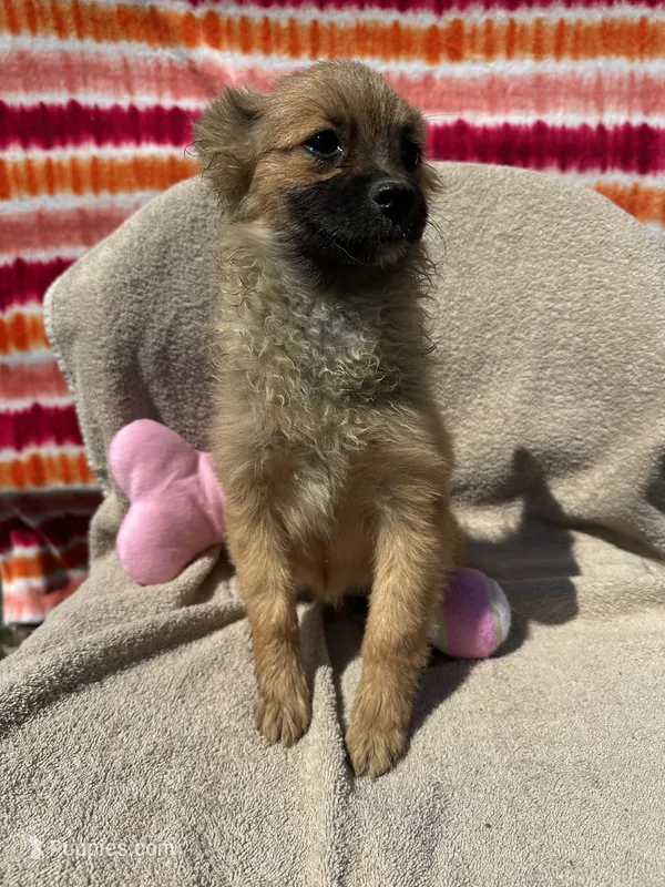 Bell – Pomeranian puppy for sale in Moody, TX