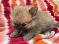 Butterscotch F1, a female Pomeranian for sale in Moody, TX – Photo 4 of 4