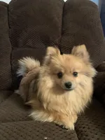 Butterscotch F1, a female Pomeranian for sale in Moody, TX – Photo 2 of 4