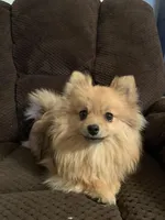 Butterscotch F1, a female Pomeranian for sale in Moody, TX – Photo 1 of 4
