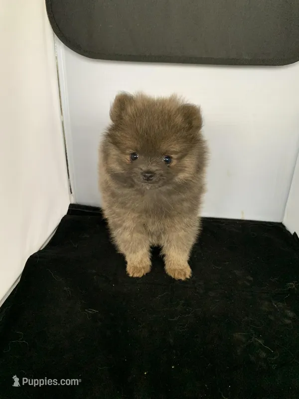 Baby boy two, a male Pomeranian for sale in Moody, TX – Photo 1 of 1