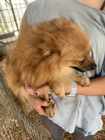 Butter boy, two, a male Pomeranian for sale in Moody, TX – 3 of 3