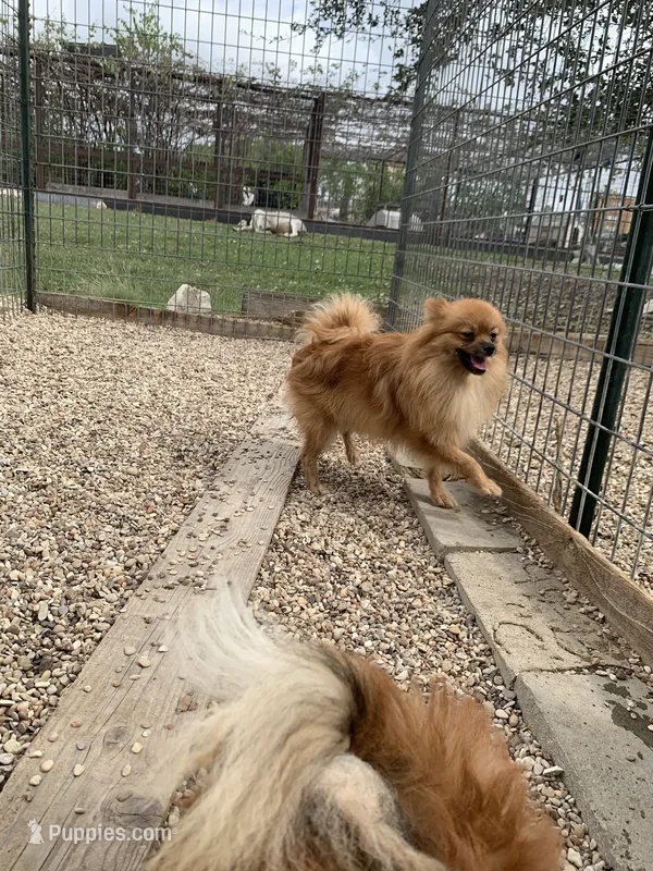 Butter boy, two – Pomeranian puppy for sale in Moody, TX