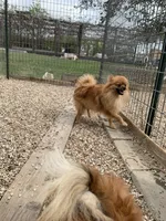 Butter boy, two, a male Pomeranian for sale in Moody, TX – 1 of 3