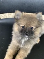 Spice 2, a female Pomeranian for sale in Moody, TX – Photo 1 of 2
