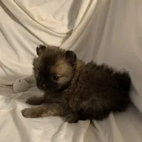 Girl 2, a female Pomeranian for sale in Moody, TX – Photo 2 of 2