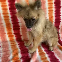 Girl 2, a female Pomeranian for sale in Moody, TX – Photo 1 of 2