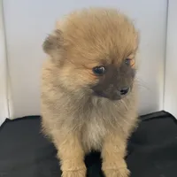 Boy, a male Pomeranian for sale in Moody, TX – 1 of 1