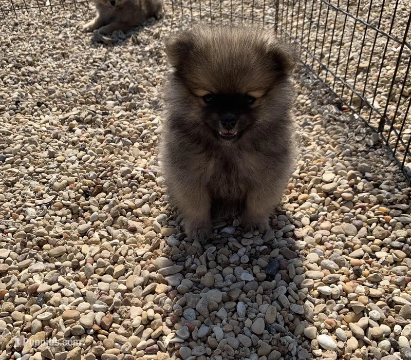 Butter boy, one, a male Pomeranian for sale in Moody, TX – Photo 1 of 1