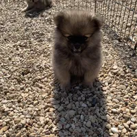 Butter boy, one, a male Pomeranian for sale in Moody, TX – 1 of 1