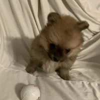 Little girl, a female Pomeranian for sale in Moody, TX – Photo 2 of 2