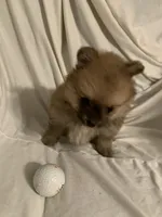 Little girl, a female Pomeranian for sale in Moody, TX – Photo 2 of 2