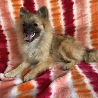 Little girl, a female Pomeranian for sale in Moody, TX – Photo 1 of 2