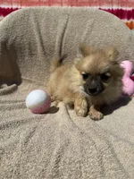 Blossom, a female Pomeranian for sale in Moody, TX – 1 of 1