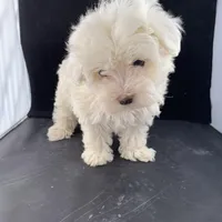 Alexis two, a female Maltese and Poodle - Toy  for sale in Moody, TX – Photo 2 of 3