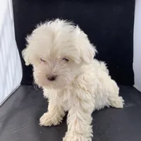 Alexis two, a female Maltese and Poodle - Toy  for sale in Moody, TX – Photo 1 of 3