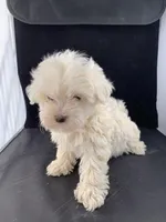 Alexis two, a female Maltese and Poodle - Toy  for sale in Moody, TX – Photo 2 of 3
