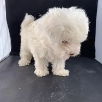 Alexis two, a female Maltese and Poodle - Toy  for sale in Moody, TX – Photo 3 of 3