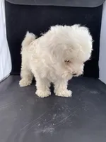 Alexis two, a female Maltese and Poodle - Toy  for sale in Moody, TX – Photo 3 of 3