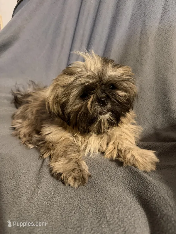 Boy 3 – Shih Tzu puppy for sale in Moody, TX