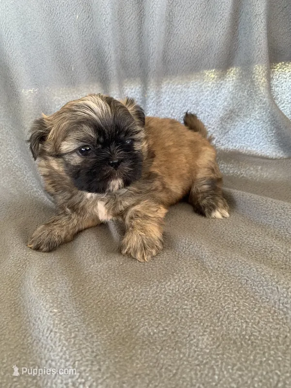 Boy 3 – Shih Tzu puppy for sale in Moody, TX