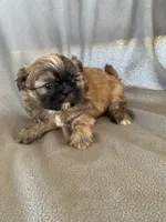 Boy 3, a male Shih Tzu for sale in Moody, TX – 1 of 1