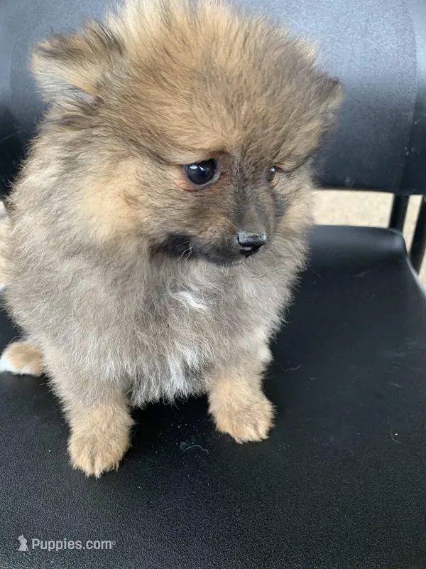 Spice 1 – Pomeranian puppy for sale in Moody, TX