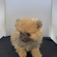 Boy 3, a male Pomeranian for sale in Moody, TX – 1 of 1
