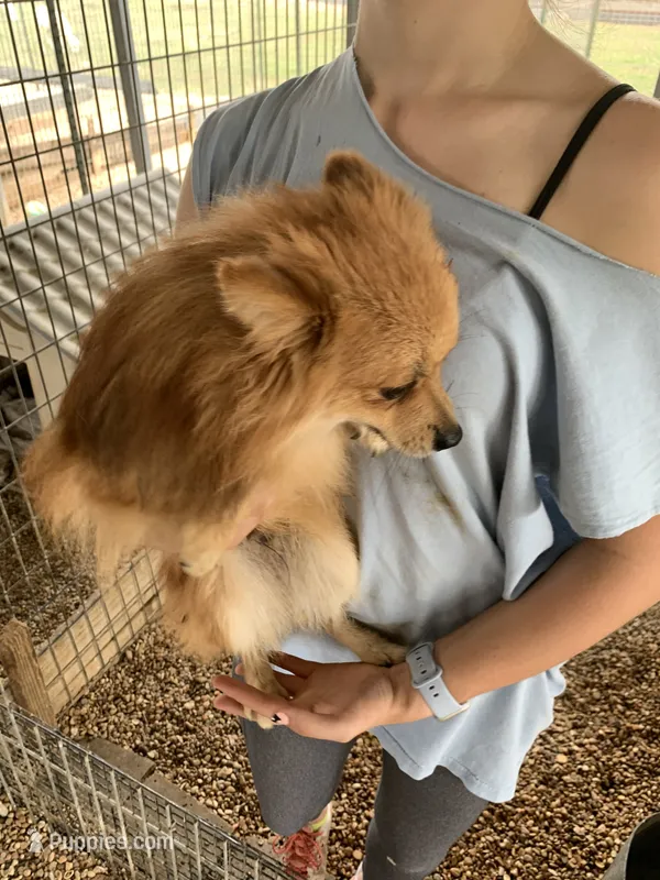 Butter boy, one – Pomeranian puppy for sale in Moody, TX