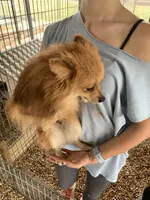 Butter boy, one, a male Pomeranian for sale in Moody, TX – 1 of 2