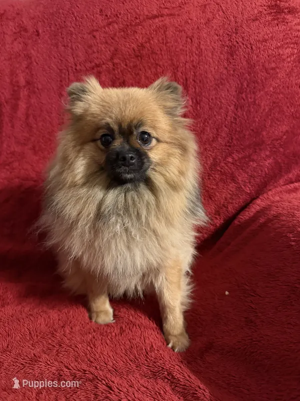 Baby Girl – Pomeranian puppy for sale in Moody, TX