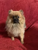 Baby Girl, a female Pomeranian for sale in Moody, TX – 1 of 5