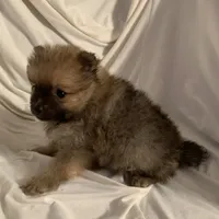 Boy 2, a male Pomeranian for sale in Moody, TX – Photo 3 of 3